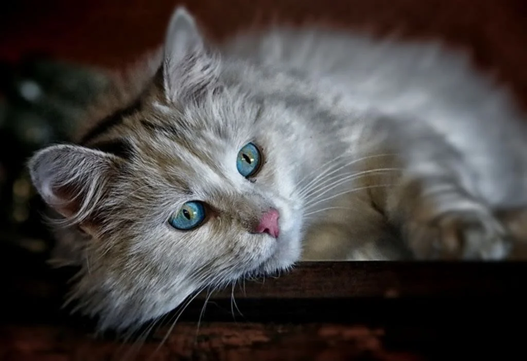 3.cat-1146504 1280
