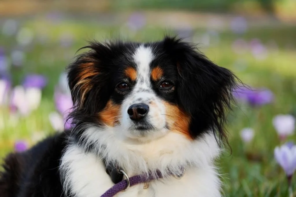 Retrato de perro tricolor.