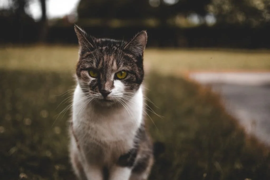 Gato en el jard&iacute;n