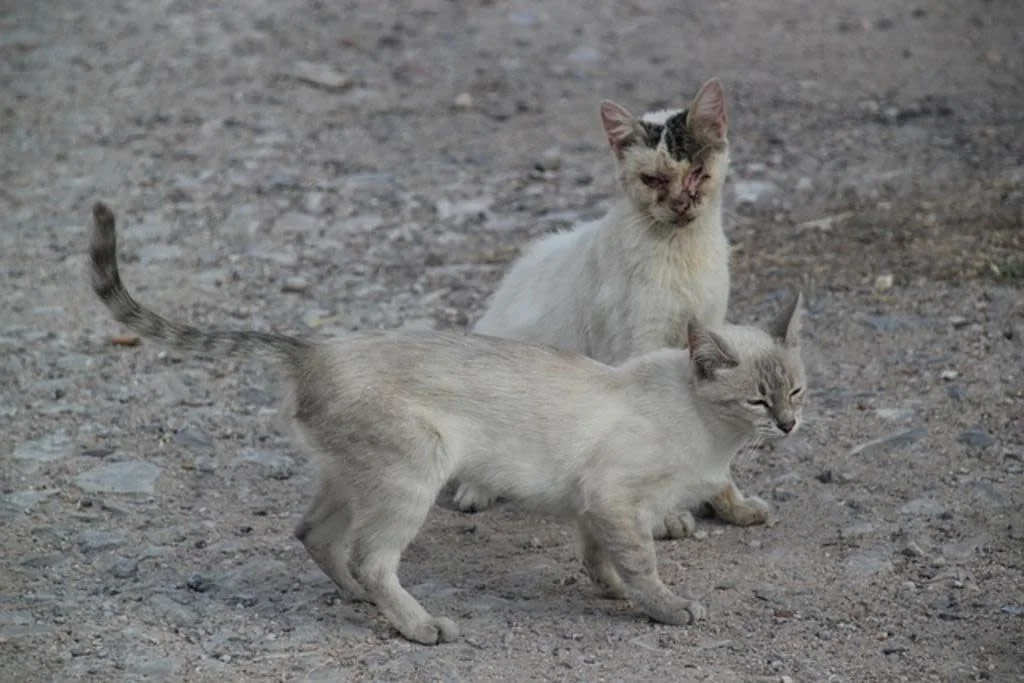 cat-655411 640