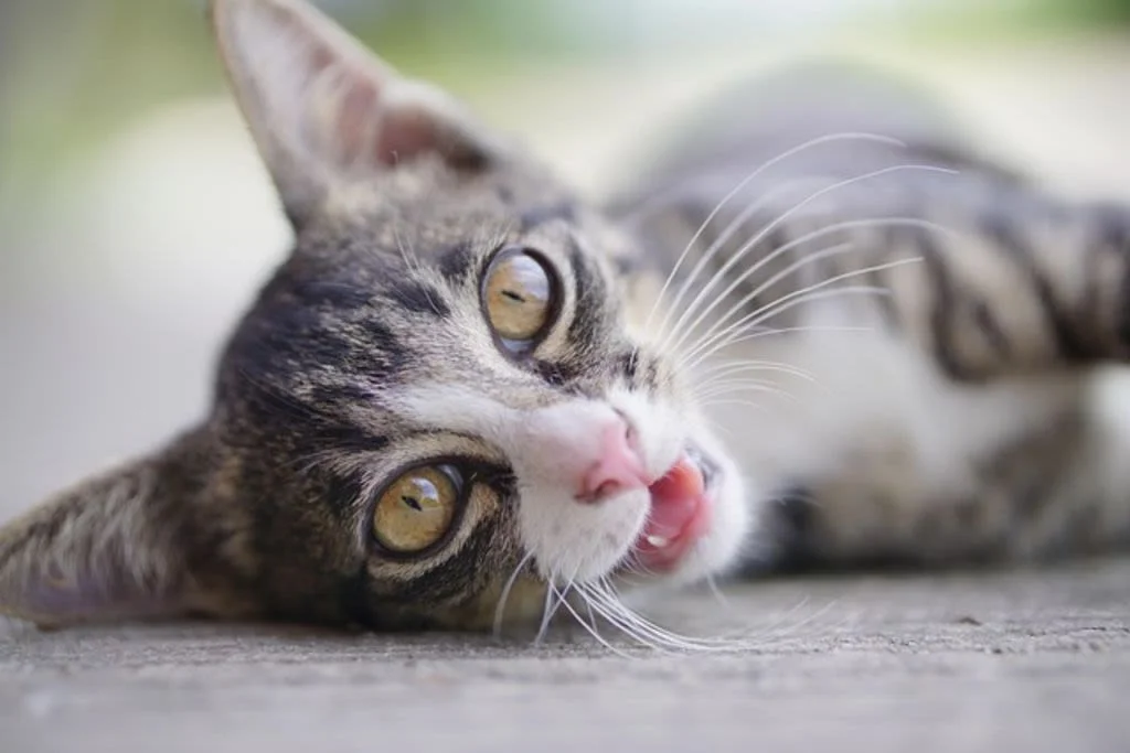 cat-6735840 640