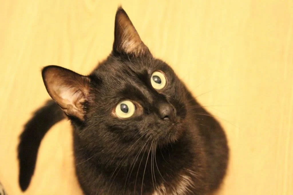 Gato negro mirando arriba