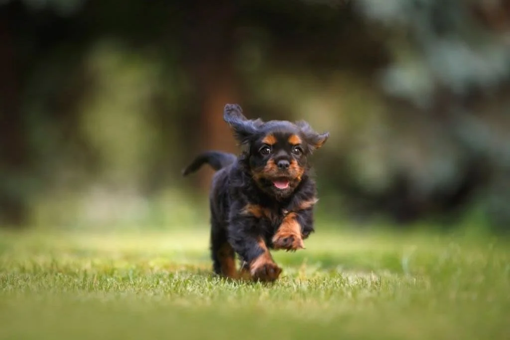 Cachorro corriendo en el césped.