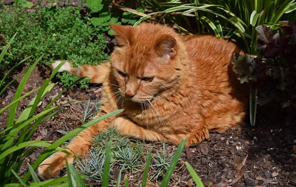 garden-cat-2399887 640
