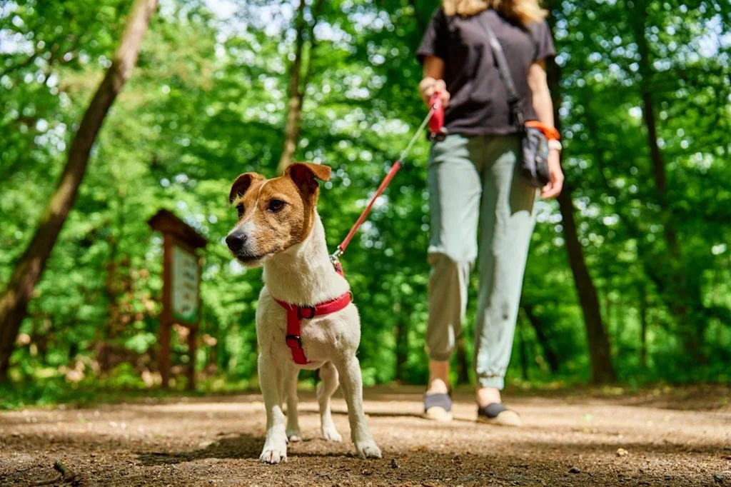 Paseo canino con correa