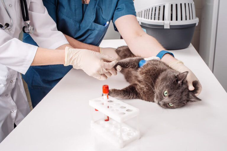 Guía sobre el análisis de sangre en gatos: precio, cómo funciona y para qué sirve