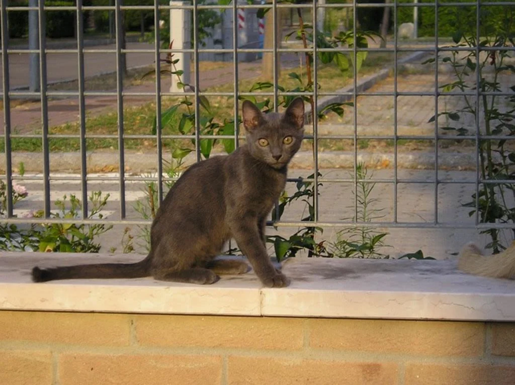 kitten-2058024 640