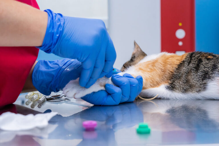 Guía sobre la anestesia para gatos: precios, tipos y otros aspectos a considerar