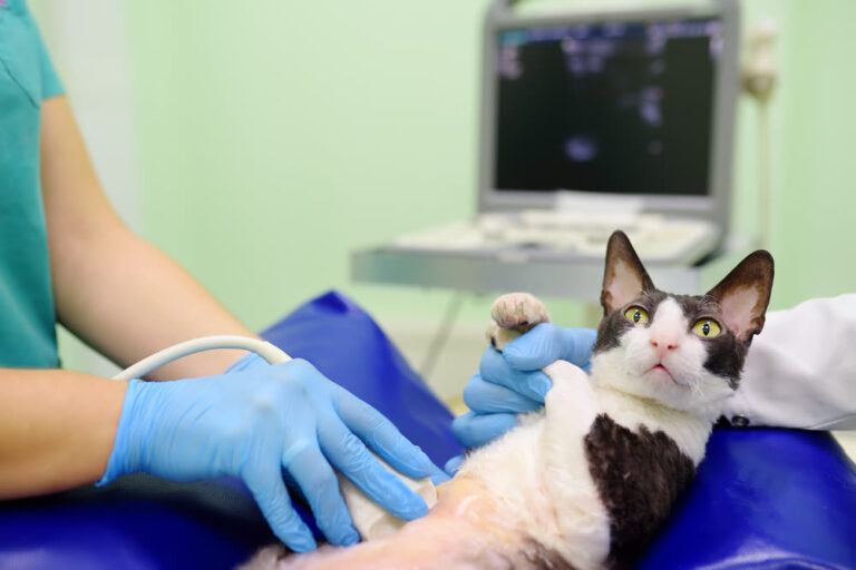 Guía sobre la ecografía para gatos: precio, procedimiento e indicaciones