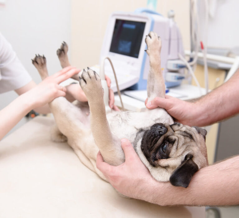 ¿Cuál es el precio de una ecografía para mi perro? Todo lo que necesitas saber