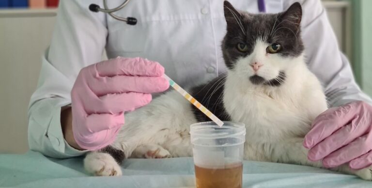 Guía sobre la analítica de orina en gatos: precios, tipos y procedimientos