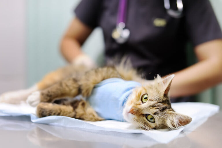 ¿Qué precio tiene una biopsia de gato, cómo se realiza y para qué sirve?