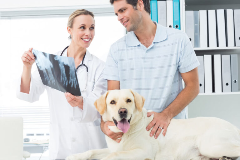 Todo lo que debes saber sobre el precio de una radiografía para perro en España