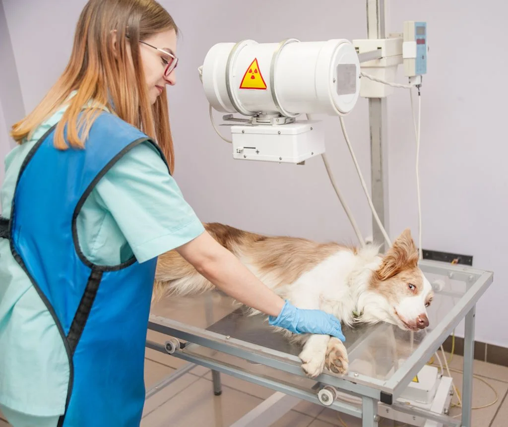 Radiograf&iacute;a para perros