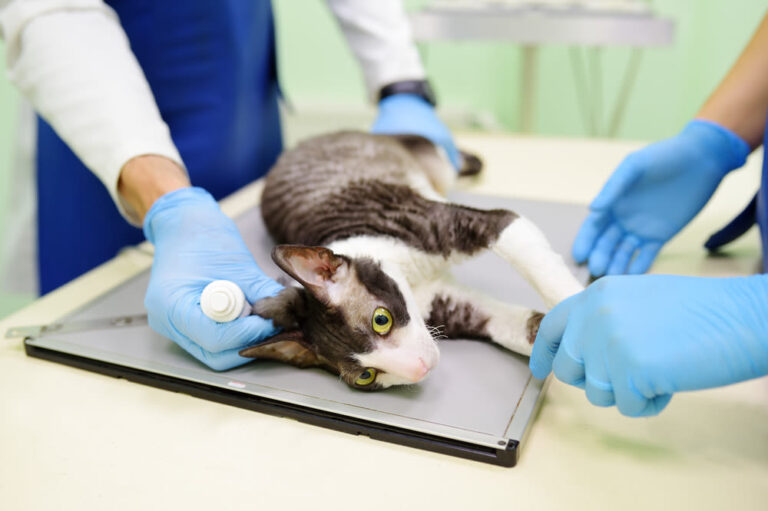 Las radiografías para gatos: precios, qué muestran y para qué sirven