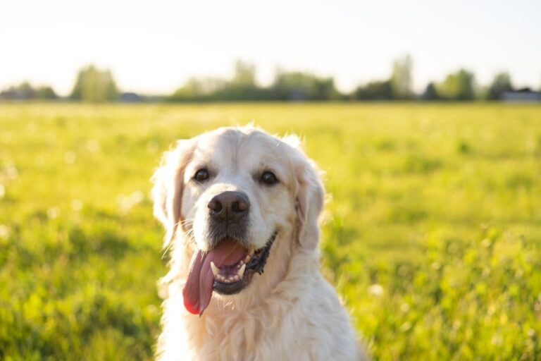 ¿Cuánto cuesta una biopsia para perros en España y cómo se realiza?