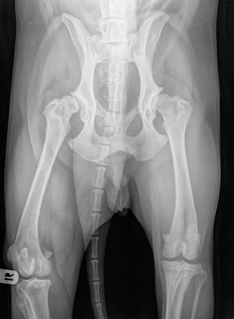 ¿Cuánto cuesta la cirugía de displasia de cadera en perros?