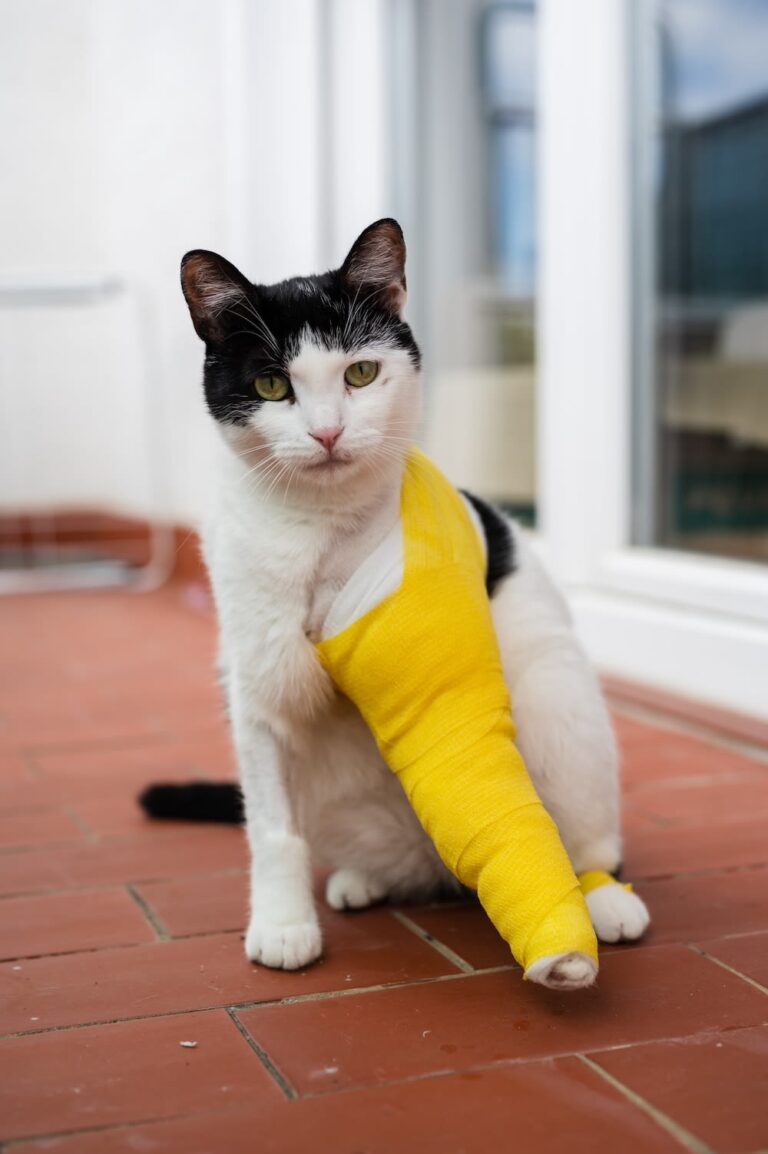 ¿Cuánto cuesta operar a un gato de una fractura en una pata?