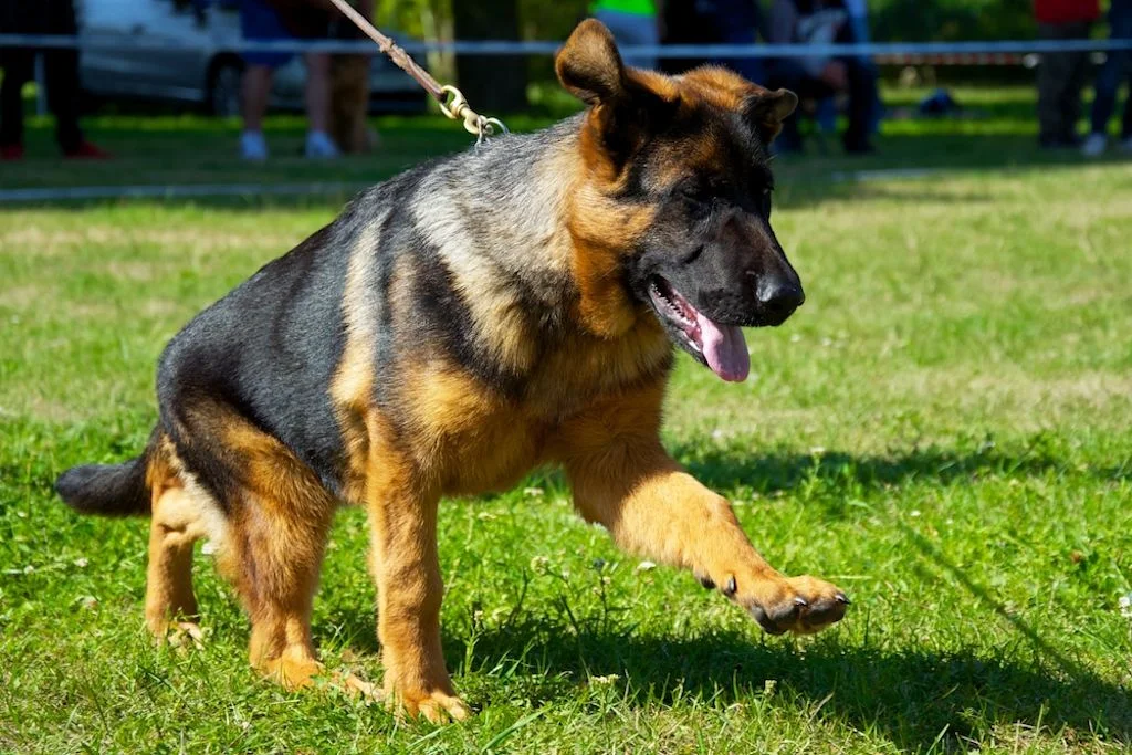 Cachorro de pastor alemán