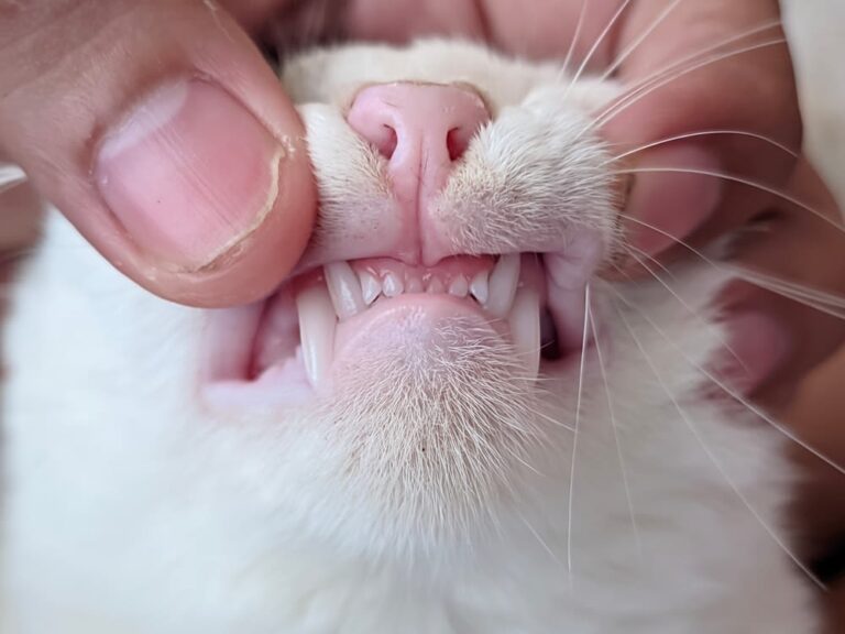 Todo sobre la limpieza dental para gatos: precio, procedimiento y cuidados