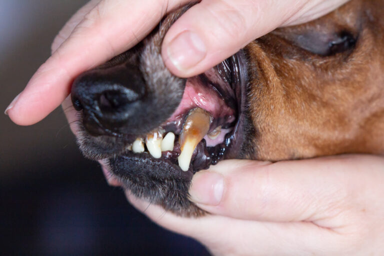 Limpieza dental para perros: precio, procedimiento y cuidados