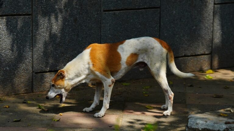 ¿Cuánto cuesta operar una obstrucción intestinal en un perro?