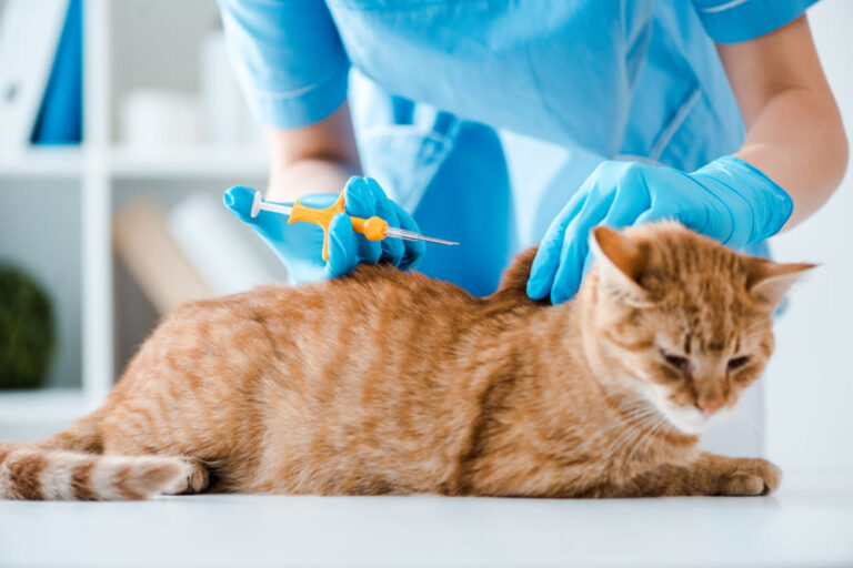 ¿Cuánto cuesta identificar con un microchip a un gato?