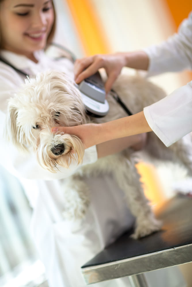Todo lo que necesitas saber sobre el microchip para perros