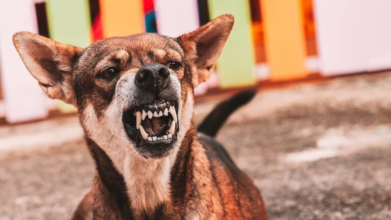 ¿Cuánto cuesta la vacuna contra la rabia para un perro?