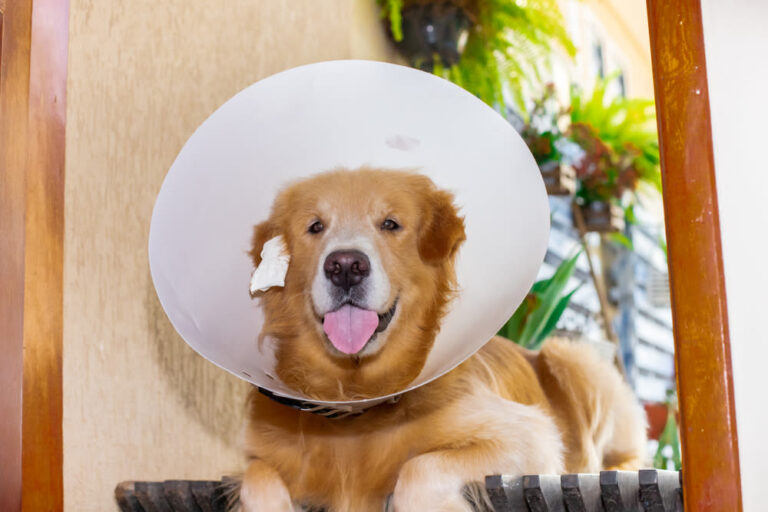 Otohematoma en perros: tratamiento, precios y preguntas frecuentes
