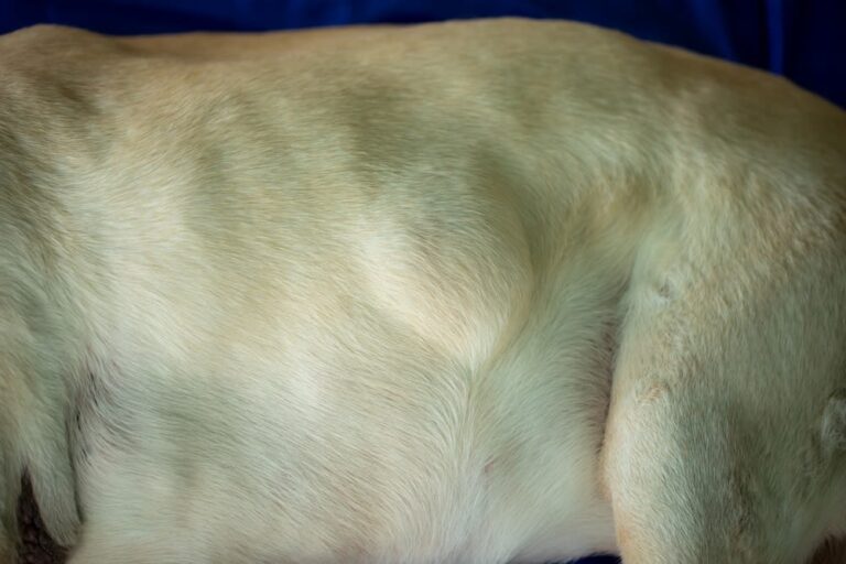 ¿Cuánto cuesta operar a un perro de un bulto, quiste o lipoma en la piel?
