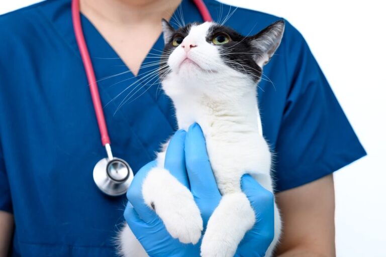 ¿Qué precio tiene un seguro para gatos?