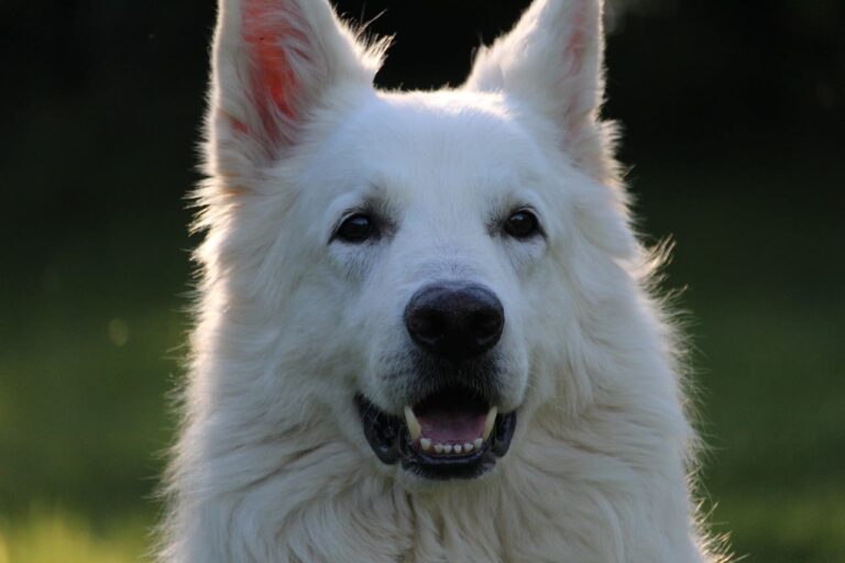Estrabismo en perros: la condición del perro bizco