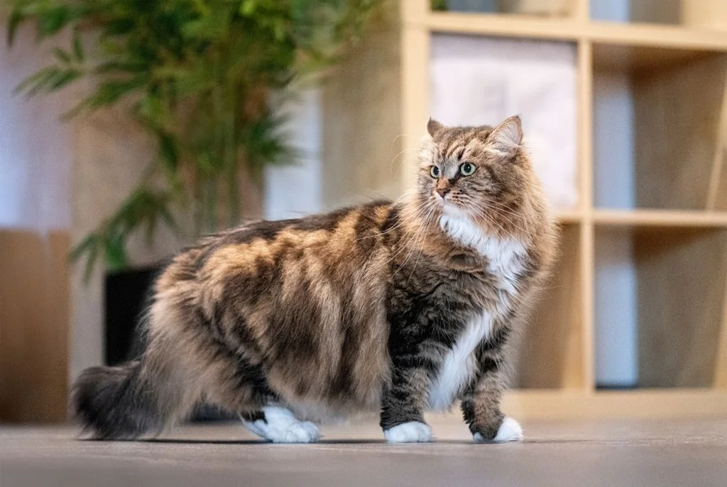 Gato siberiano