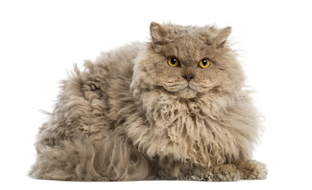 Gatos Selkirk rex