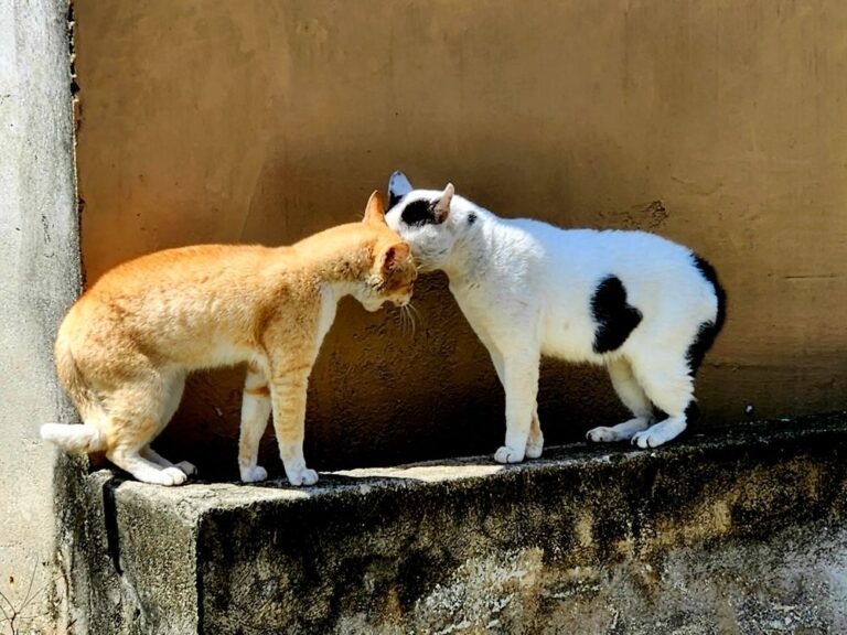 ¿Cuánto cuesta castrar a un gato y cuándo es recomendable?