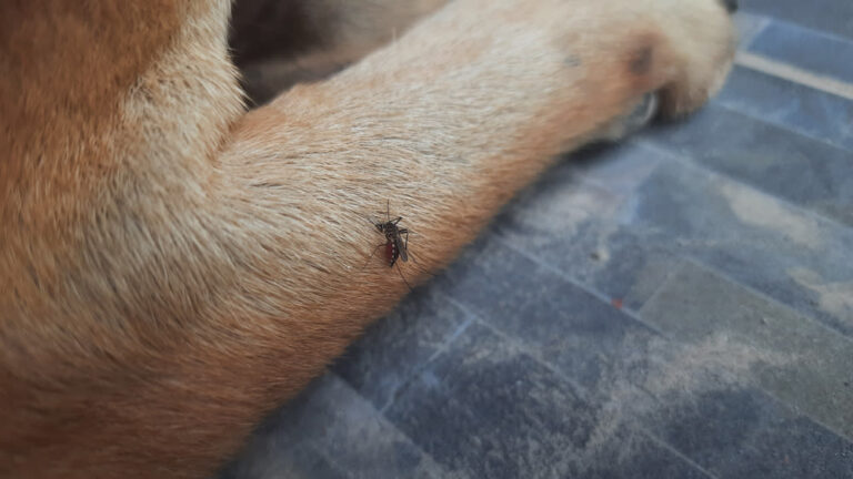 ¿Qué precio tiene la vacuna contra la leishmania en perros?