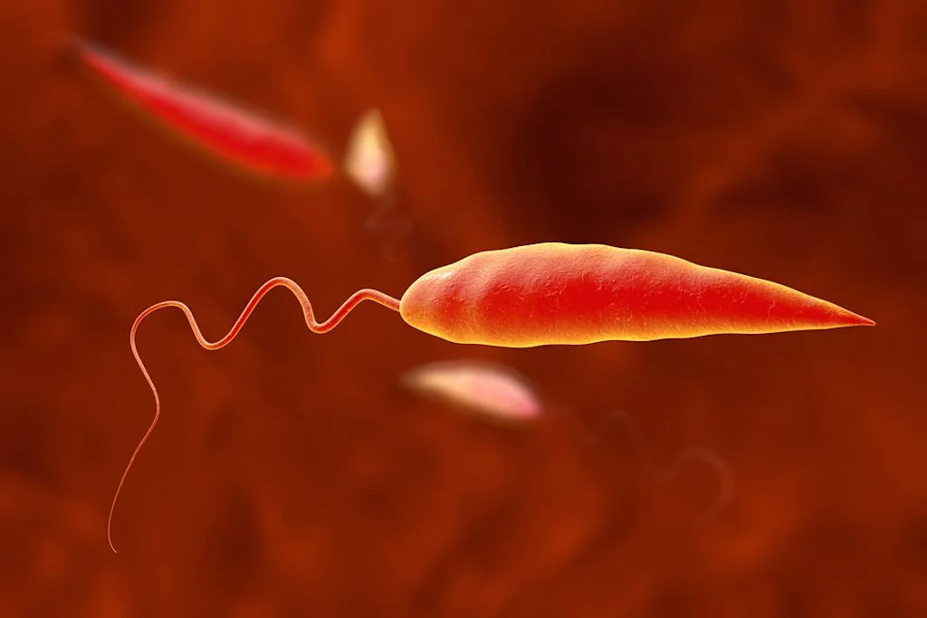 Leishmaniasis