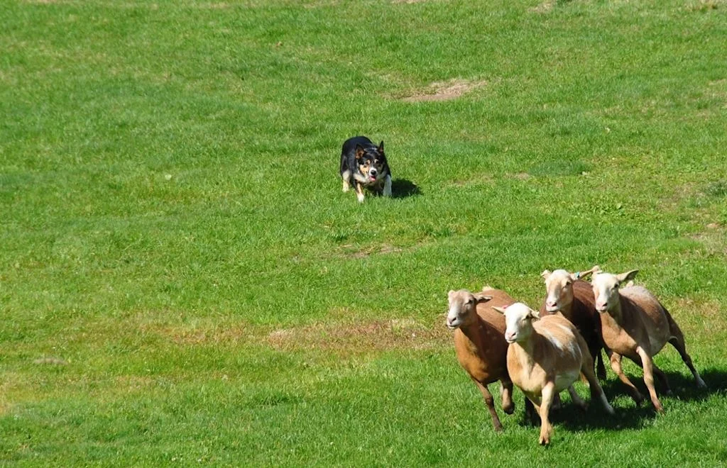 Perro pastoreando©Shutterstock