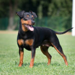 Perro Pinscher©Shutterstock