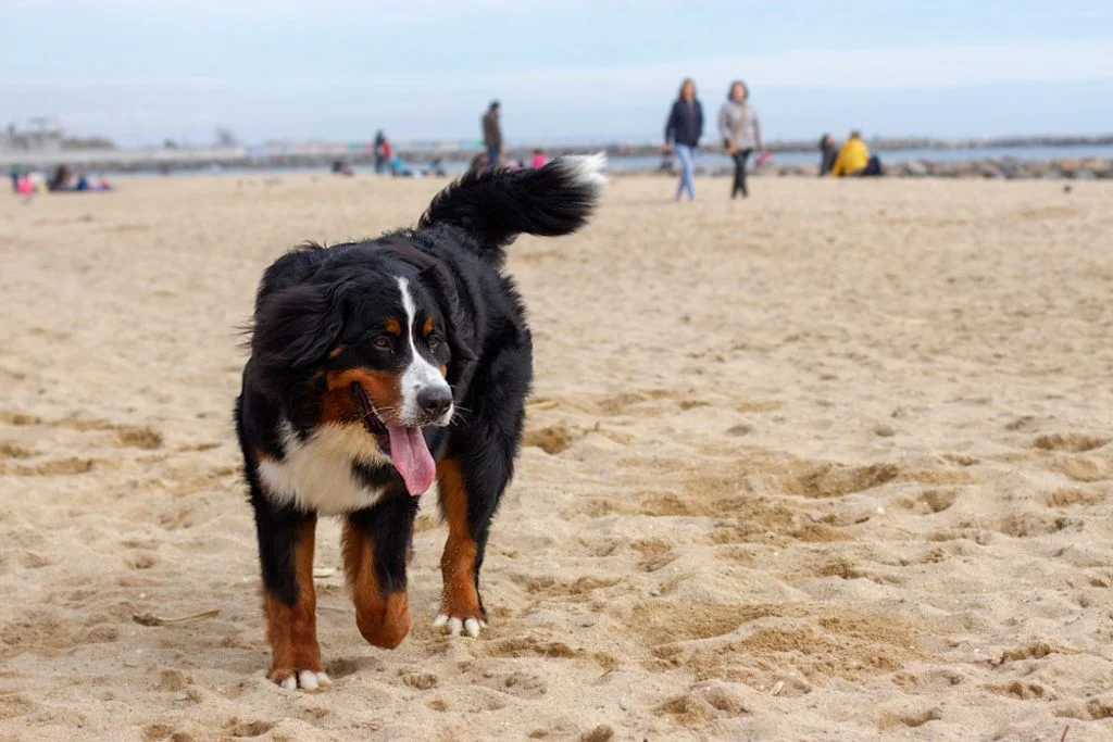 Boyero de Berna©Shutterstock