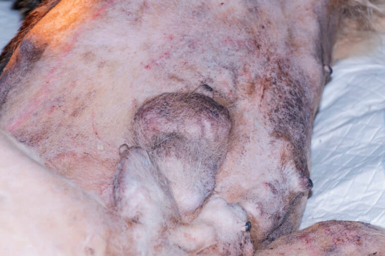 ¿Cuánto cuesta operar de tumores de mama a una perra?