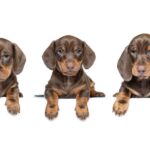 Cachorros de Teckel
