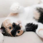 Gato calicó sentado 