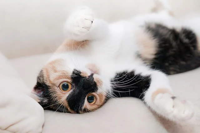 Gato calicó