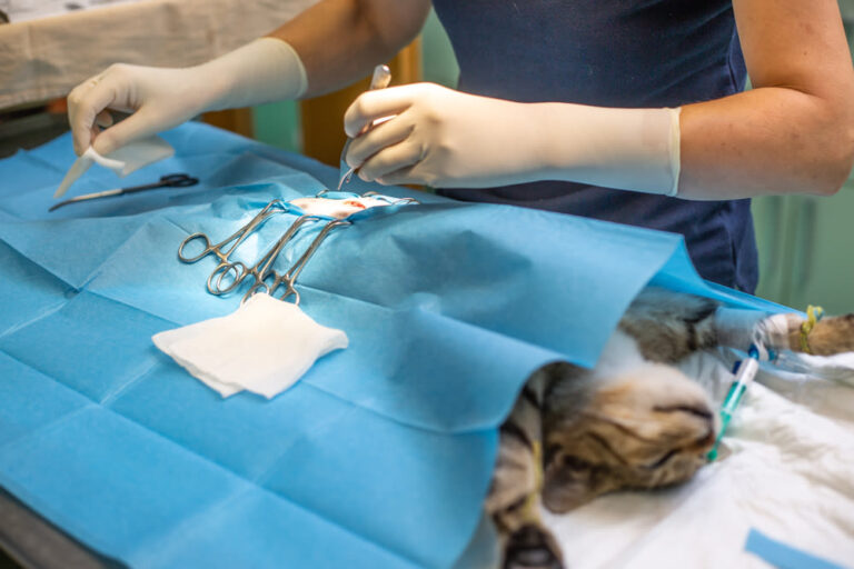 Esterilización en gatas: cuidados y tiempos de cicatrización