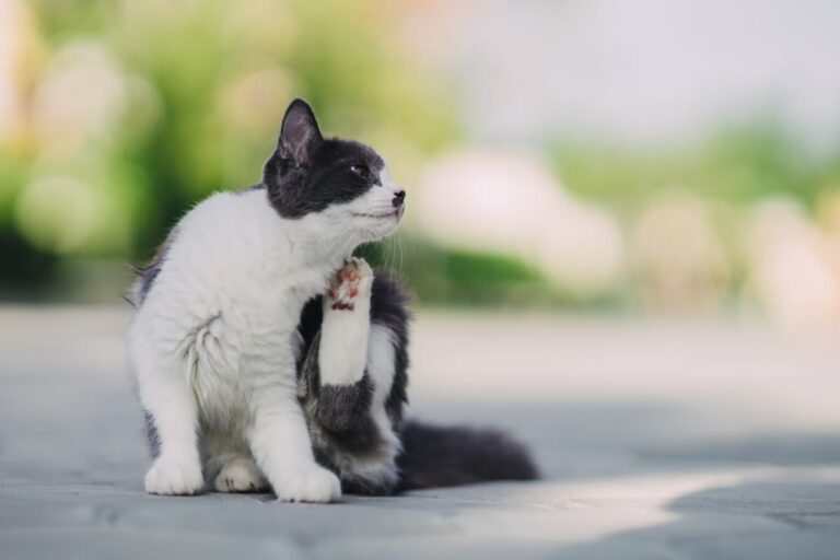 ¿Cuánto cuesta desparasitar, vacunar e implantar el chip a un gato en el veterinario?