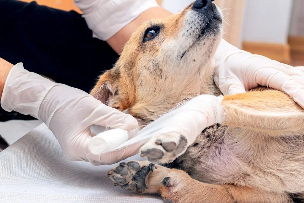Vendaje en perro