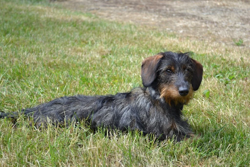 onito ejemplar de un cachorro de la raza Teckel