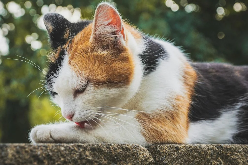Gato tricolor durmiendo en sofá